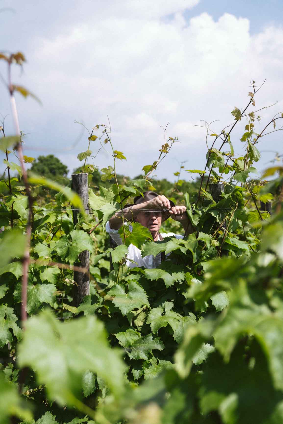 Vignoble en agriculture vivante, vins nature du Comptoir des Résistants